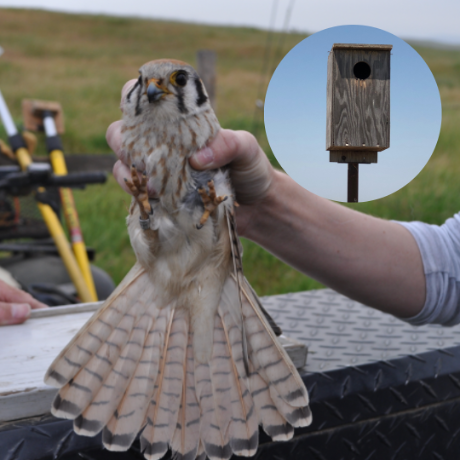 American Kestrel